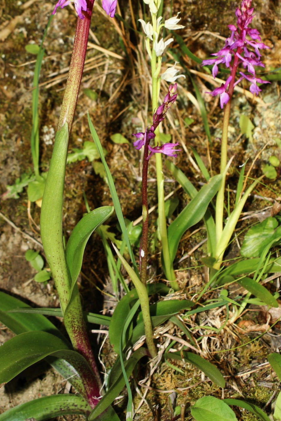 Ibrido o lusus albino